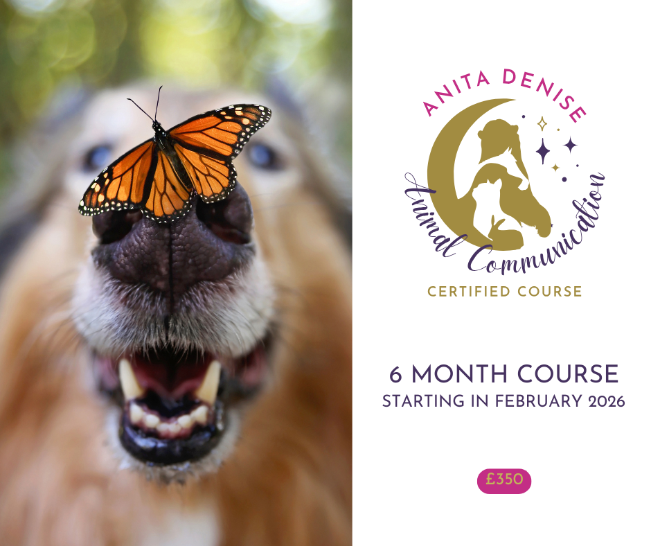 6 month course - january 2026