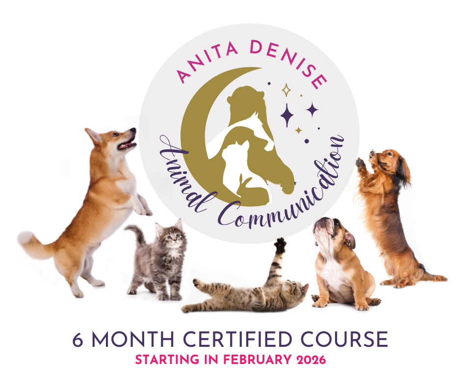 Copy of 6 month course Starting in January 2023 £300 (22) 6 month course - january 2026