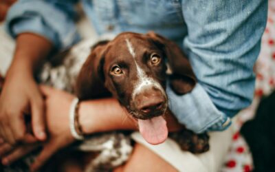 Monthly Animal Communication Blog -The Beginner’s Guide to Communicating with Your Animal 🐾