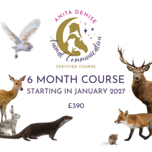 Animal Communication Course