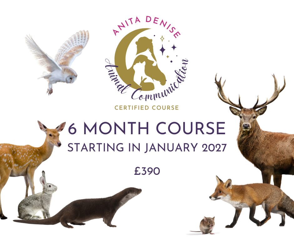 6 month course - january 2026