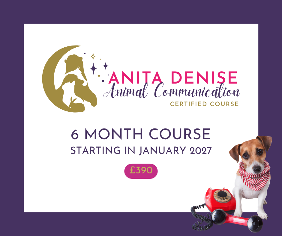 6 month course - january 2026